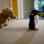 Rocky the Dachshund vs. the Penguin