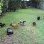 Dachsunds chase a remote control car