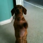 Toby the Dachshund Does Tricks