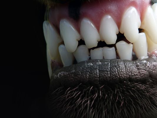 Dog teeth in front of black background