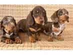 Kc mini Daschund puppies