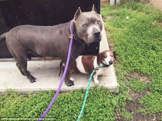 OJ and Blue Dozer have been best friends for four years. They were adopted together by a Virginia woman. But just two days later, OJ was seen wandering the road 100 miles away 