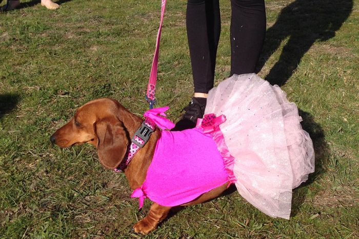 Sausage dog in costume