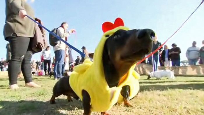 Dachshunds in dash for top dog honours