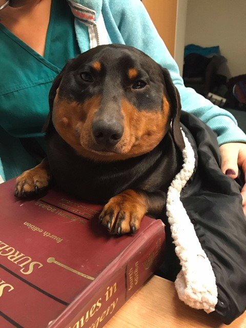 Sausage dog swells up to three times its size after puncturing windpipe