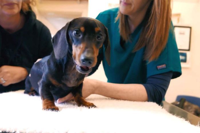 Little Trevor the Dachshund was in high spirits again after his operation.