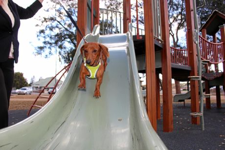 SAUSAGE SLIDE: Elvis is an athletic little guy who loves to play in the park.