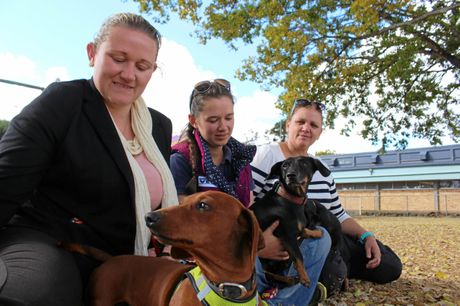 DASHIE DASH: Alyla, Kearna and Danielle are devoted dachshund lovers from Warwick who are preparing to break a world record this weekend.